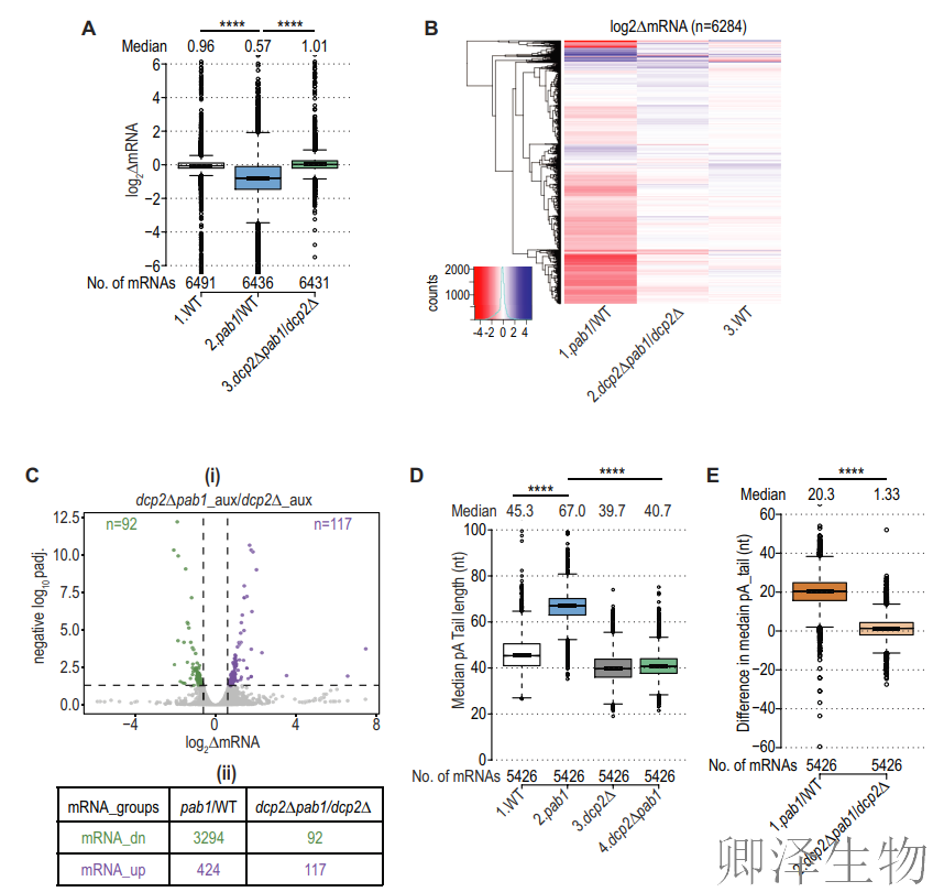 【酵母的“守护”蛋白】 | ：Pab1如何通过阻止mRNA降解来调控翻译？