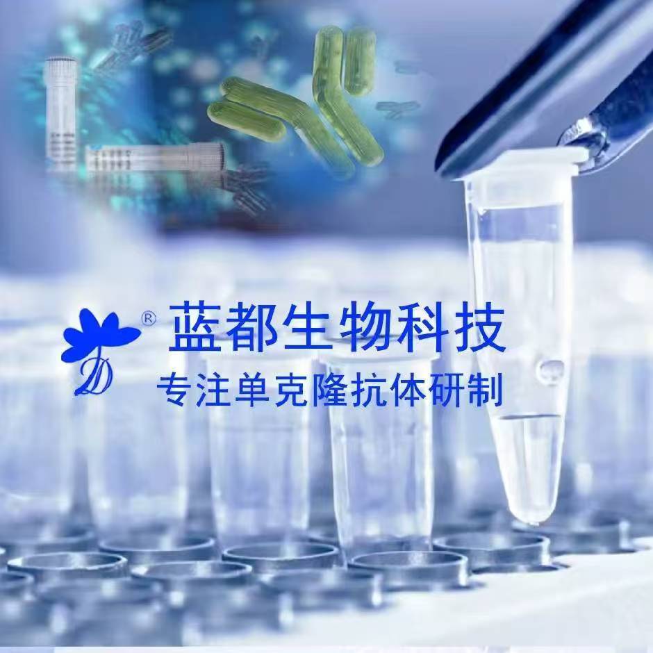 抗烟曲霉毒素单克隆抗体