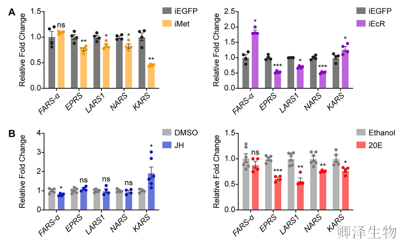 【蚊子繁殖的“翻译官”】 | ：赖氨酰-tRNA合成酶如何调控生育力？
