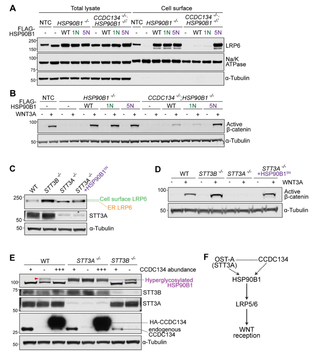 CRISPR筛选和糖蛋白质组学联合研究发现新型WNT通路的N-糖基化调控机制