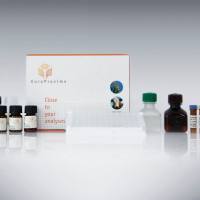 Neomycin ELISA (新霉素酶联免疫检测试剂盒)