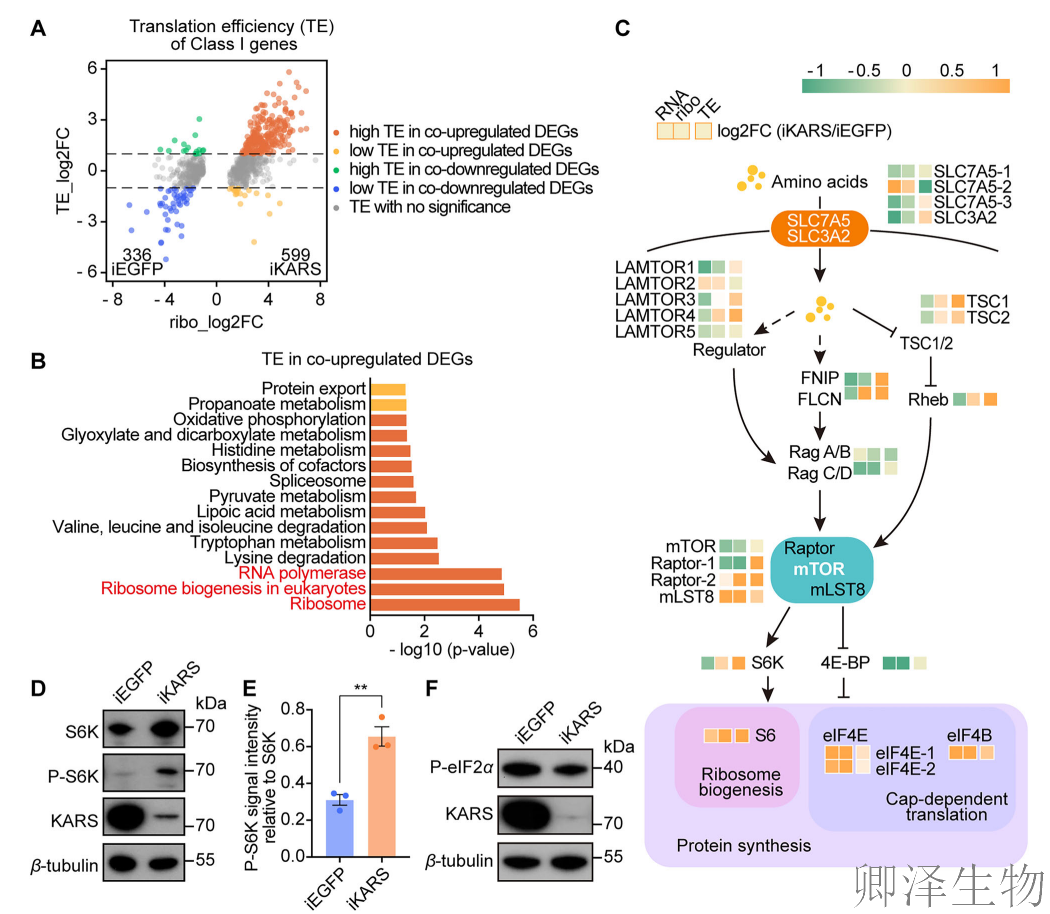 【蚊子繁殖的“翻译官”】 | ：赖氨酰-tRNA合成酶如何调控生育力？