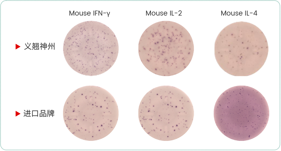 ELISpot试剂盒限时特惠！一口价低至500元，加赠免费读板服务