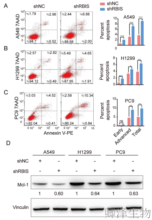 【客户案例重温】RBIS如何通过调控核糖体合成驱动肺癌进展与化疗耐药
