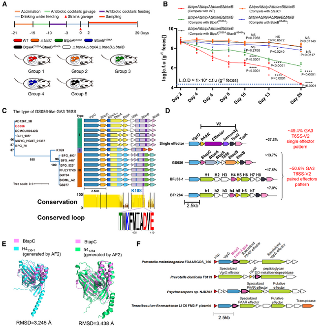 普健生物定制抗体助力揭示肠道共生菌T6SS协同分泌机制：BtapC驱动竞争