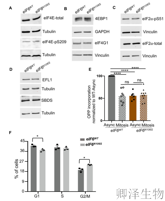 【核糖体调控蛋白】 | 癌细胞刹车失灵！eIF6如何引发癌症“连环车祸”？