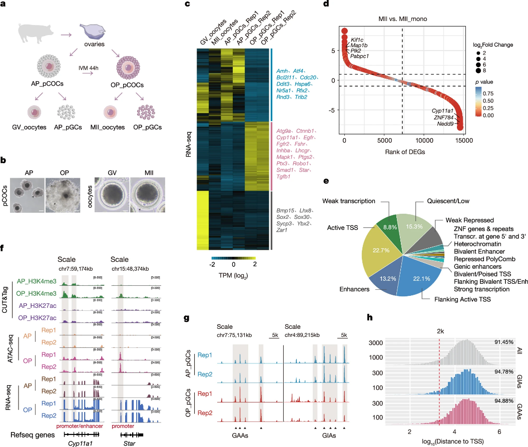 产品应用文章 | Fosl2通过促进染色质可及性调控卵泡成熟过程中的发育事件