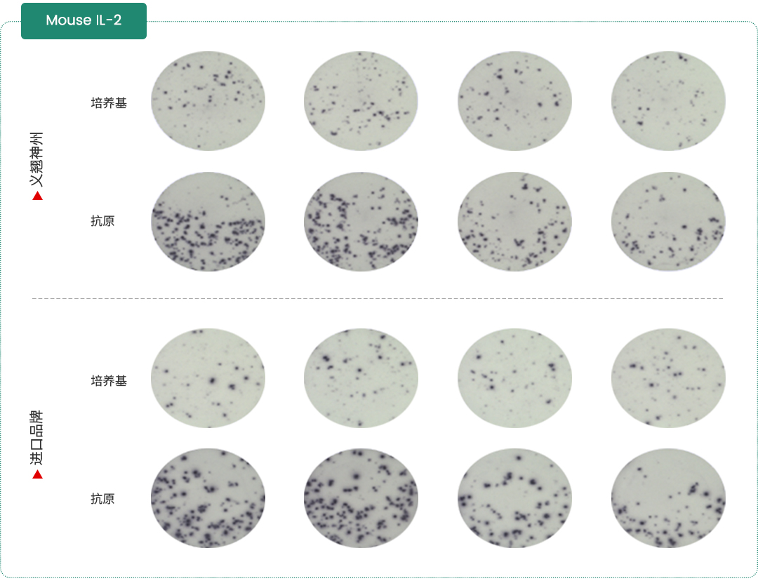 ELISpot试剂盒限时特惠！一口价低至500元，加赠免费读板服务