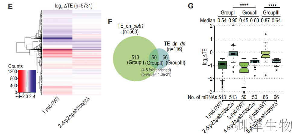 【酵母的“守护”蛋白】 | ：Pab1如何通过阻止mRNA降解来调控翻译？