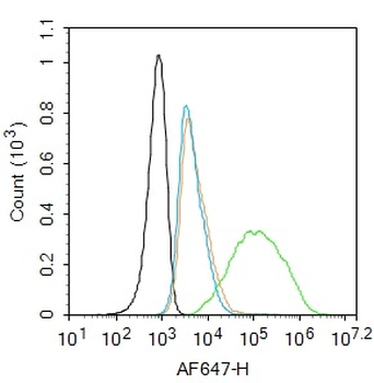 AGEs Rabbit Polyclonal Antibod