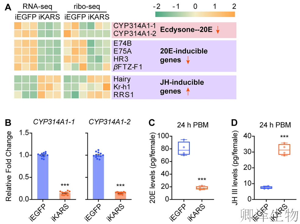 【蚊子繁殖的“翻译官”】 | ：赖氨酰-tRNA合成酶如何调控生育力？