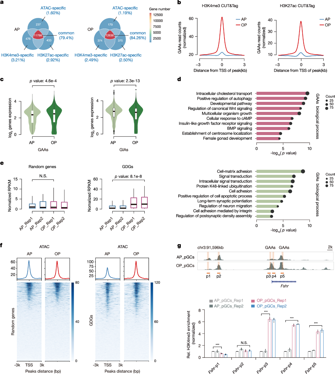 产品应用文章 | Fosl2通过促进染色质可及性调控卵泡成熟过程中的发育事件