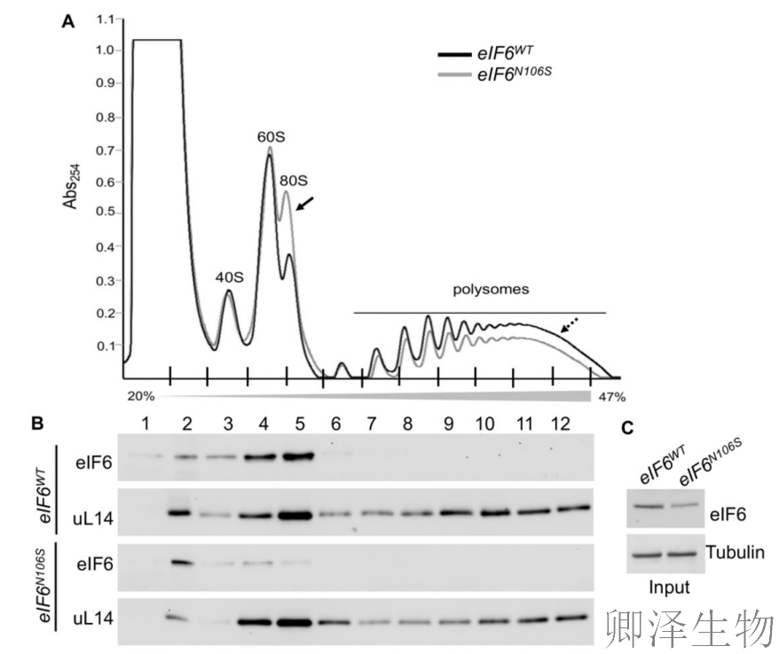 【核糖体调控蛋白】 | 癌细胞刹车失灵！eIF6如何引发癌症“连环车祸”？