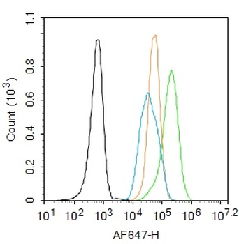Phospho-IRS1 (Tyr1179) Rabbit 