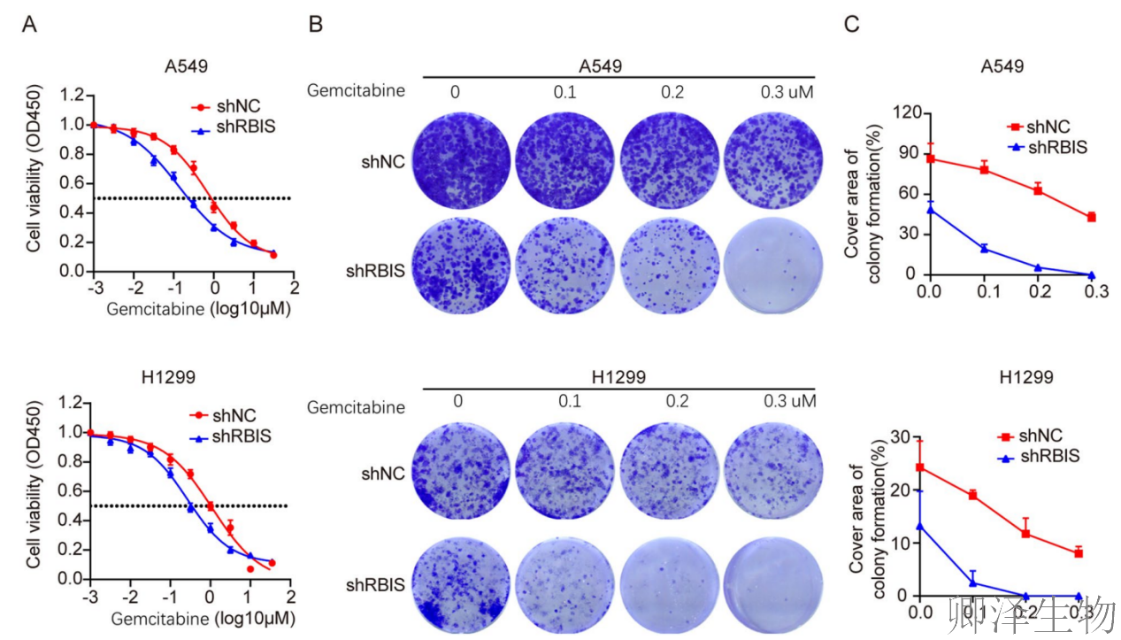 【客户案例重温】RBIS如何通过调控核糖体合成驱动肺癌进展与化疗耐药