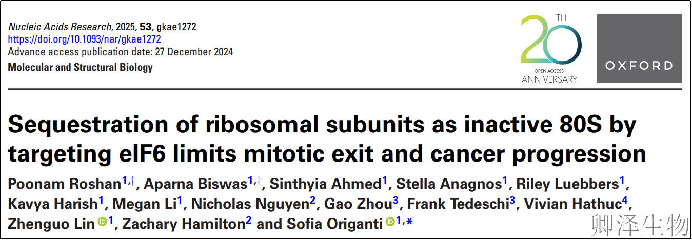 【核糖体调控蛋白】 | 癌细胞刹车失灵！eIF6如何引发癌症“连环车祸”？