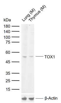 TOX1 Rabbit Polyclonal Antibod