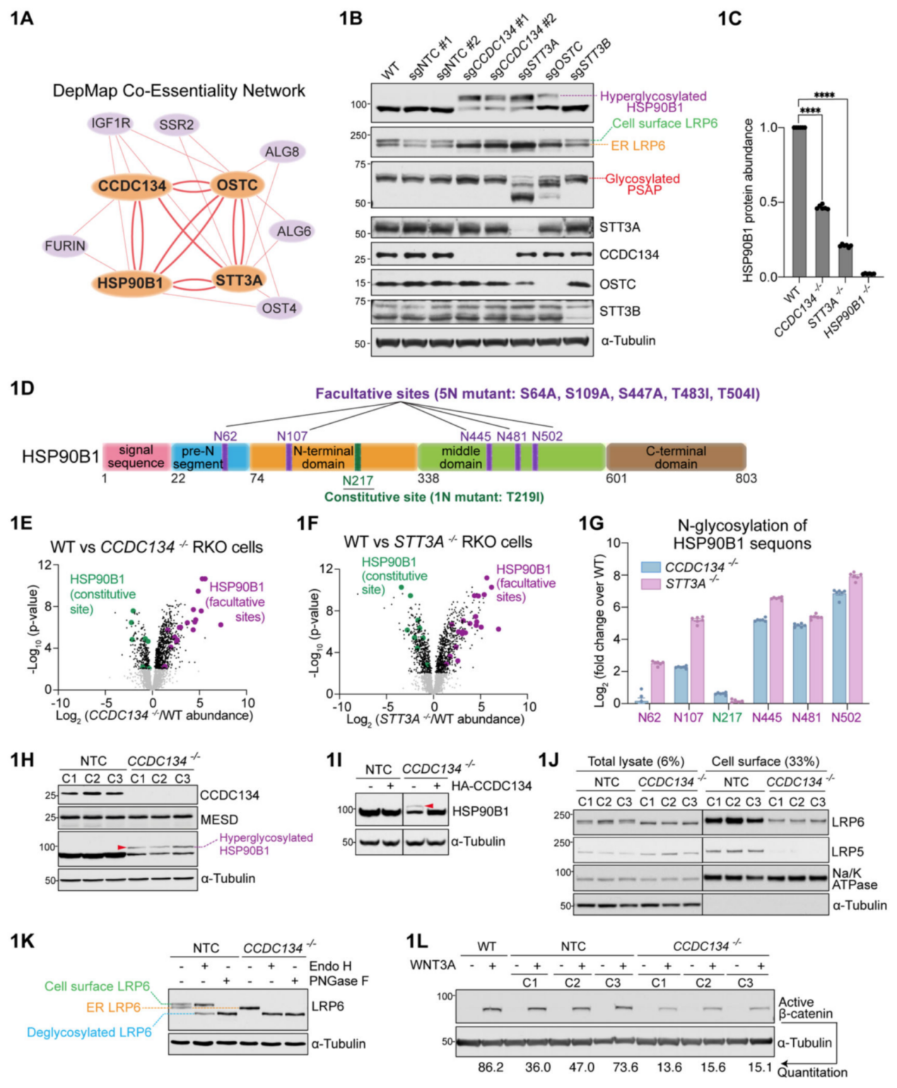 CRISPR筛选和糖蛋白质组学联合研究发现新型WNT通路的N-糖基化调控机制