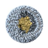 线性CNGRCG肽修饰脂质体共载阿霉素用于靶向治疗人纤维肉瘤（HT-1080，高表达CD13）