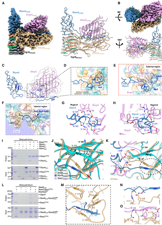 普健生物定制抗体助力揭示肠道共生菌T6SS协同分泌机制：BtapC驱动竞争