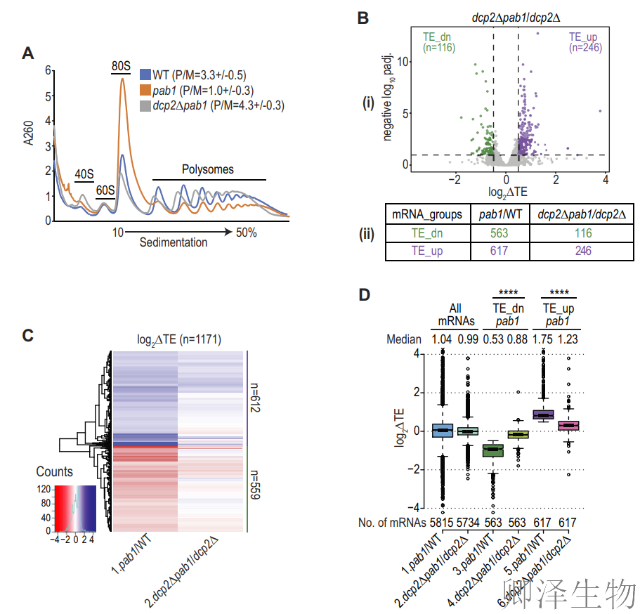 【酵母的“守护”蛋白】 | ：Pab1如何通过阻止mRNA降解来调控翻译？