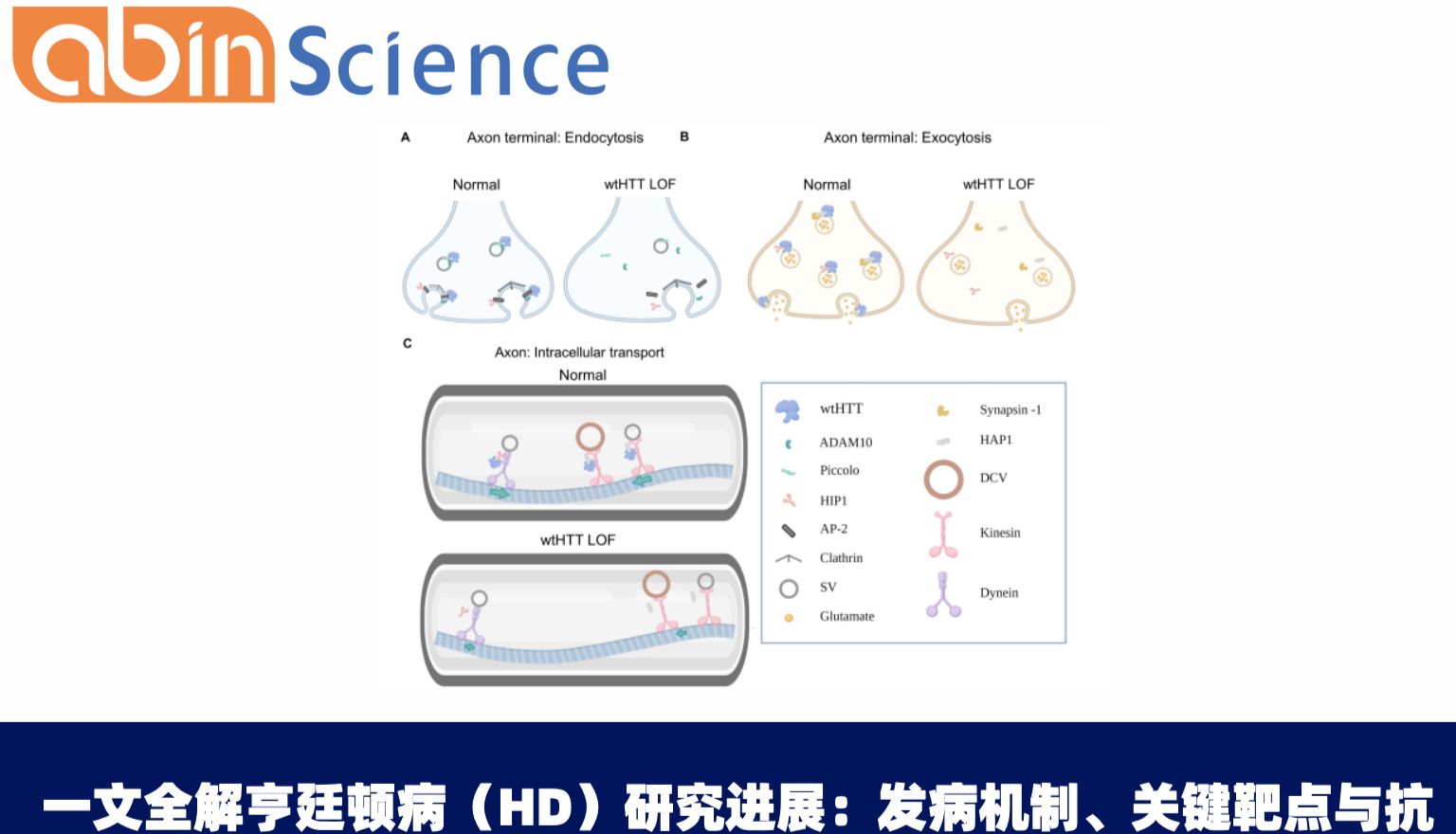 一文全解亨廷顿病（HD）研究进展：发病机制、关键靶点与抗体工具全解析