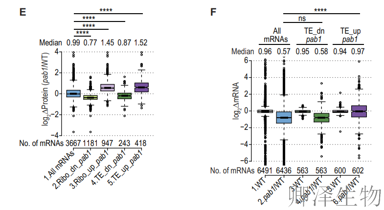 【酵母的“守护”蛋白】 | ：Pab1如何通过阻止mRNA降解来调控翻译？