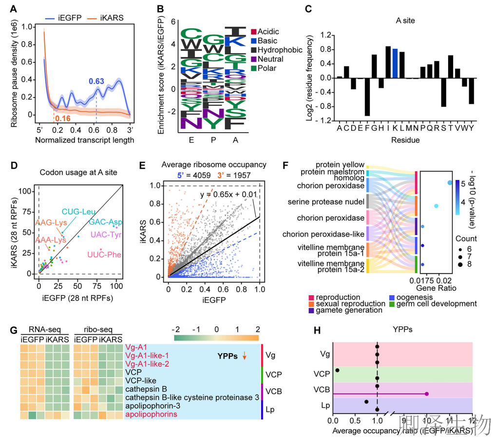 【蚊子繁殖的“翻译官”】 | ：赖氨酰-tRNA合成酶如何调控生育力？