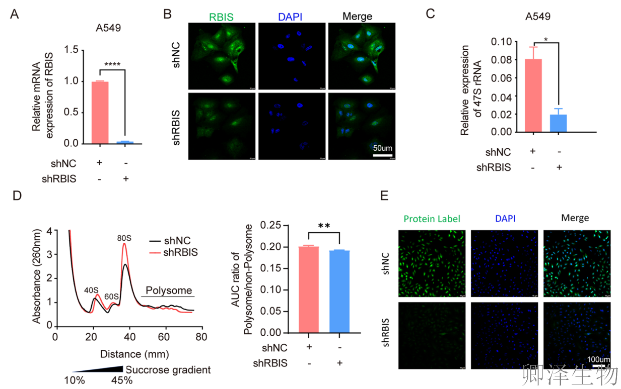 【客户案例重温】RBIS如何通过调控核糖体合成驱动肺癌进展与化疗耐药