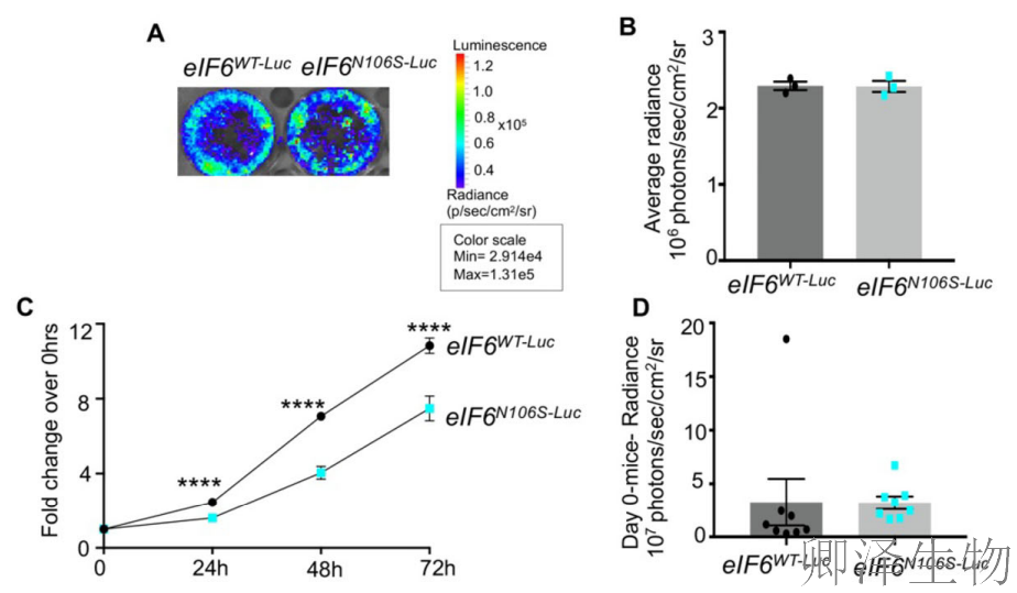 【核糖体调控蛋白】 | 癌细胞刹车失灵！eIF6如何引发癌症“连环车祸”？
