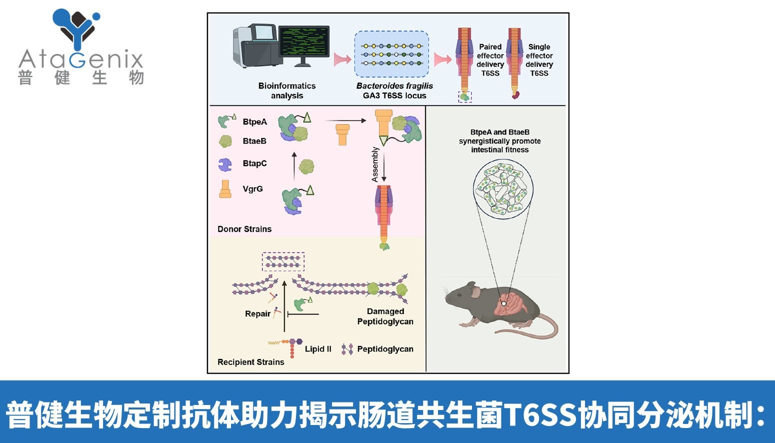 普健生物定制抗体助力揭示肠道共生菌T6SS协同分泌机制：BtapC驱动竞争