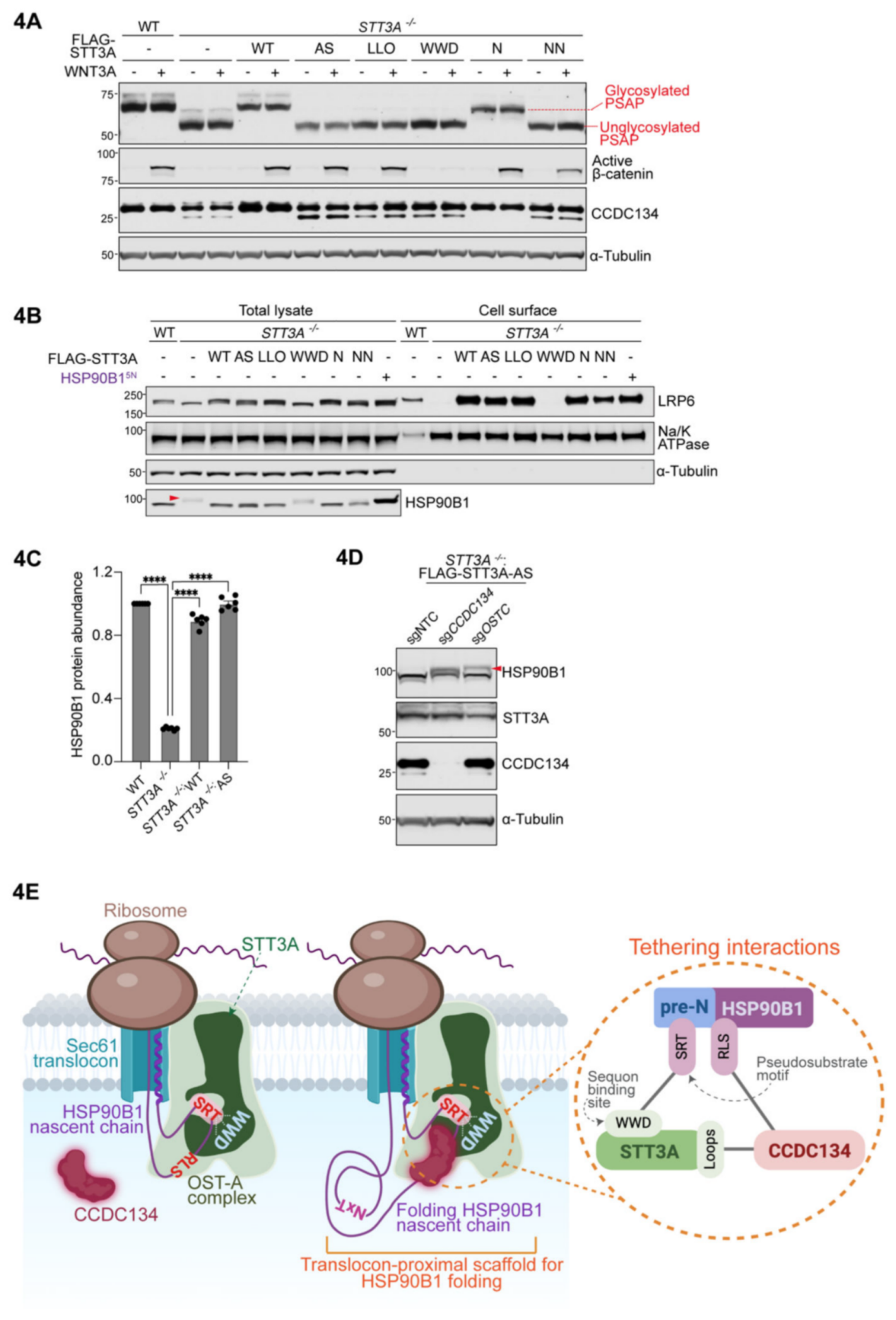 CRISPR筛选和糖蛋白质组学联合研究发现新型WNT通路的N-糖基化调控机制