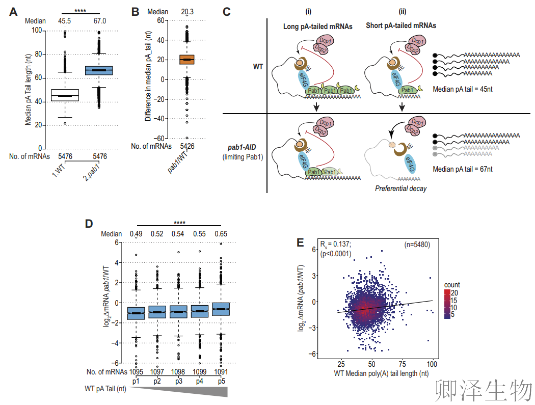 【酵母的“守护”蛋白】 | ：Pab1如何通过阻止mRNA降解来调控翻译？