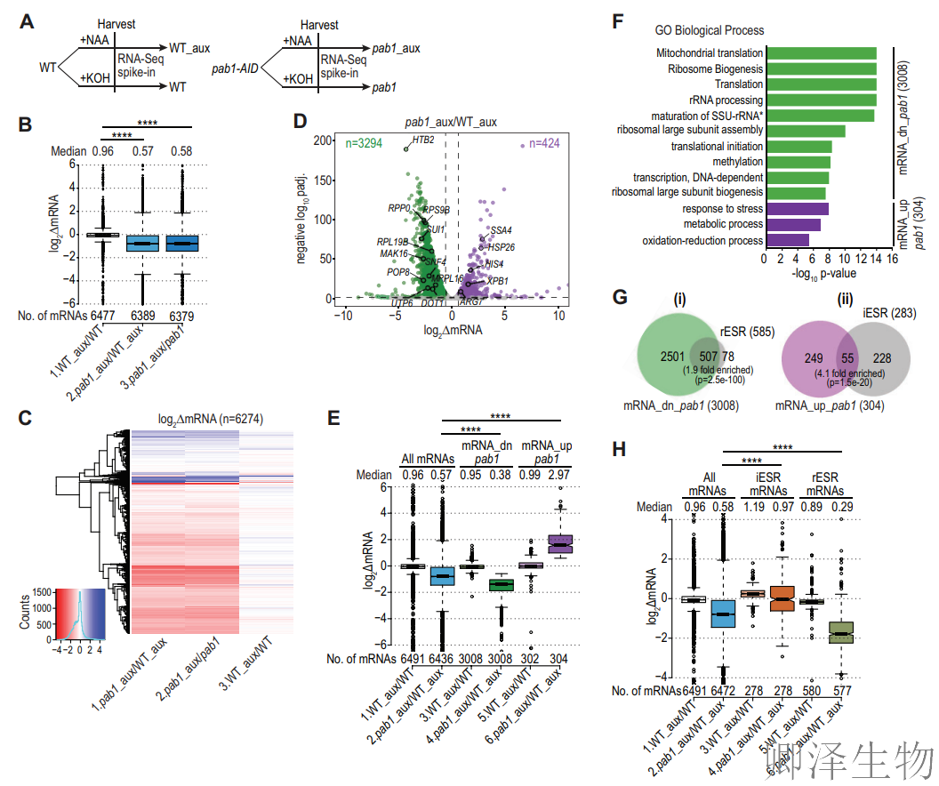 【酵母的“守护”蛋白】 | :Pab1如何通过阻止mRNA降解来调控翻译?