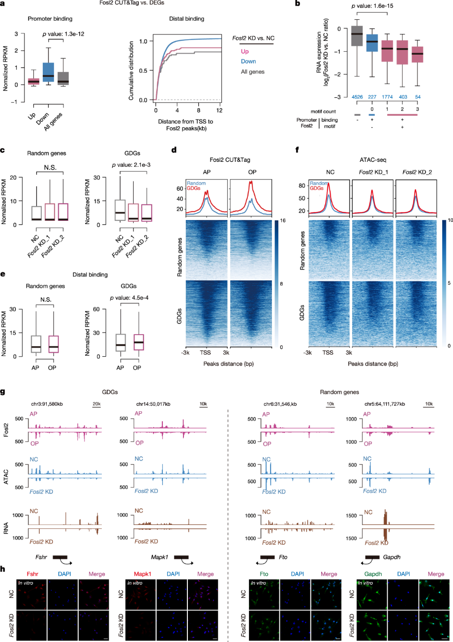 产品应用文章 | Fosl2通过促进染色质可及性调控卵泡成熟过程中的发育事件
