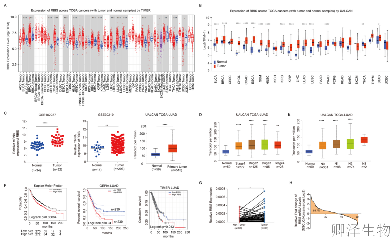 【客户案例重温】RBIS如何通过调控核糖体合成驱动肺癌进展与化疗耐药