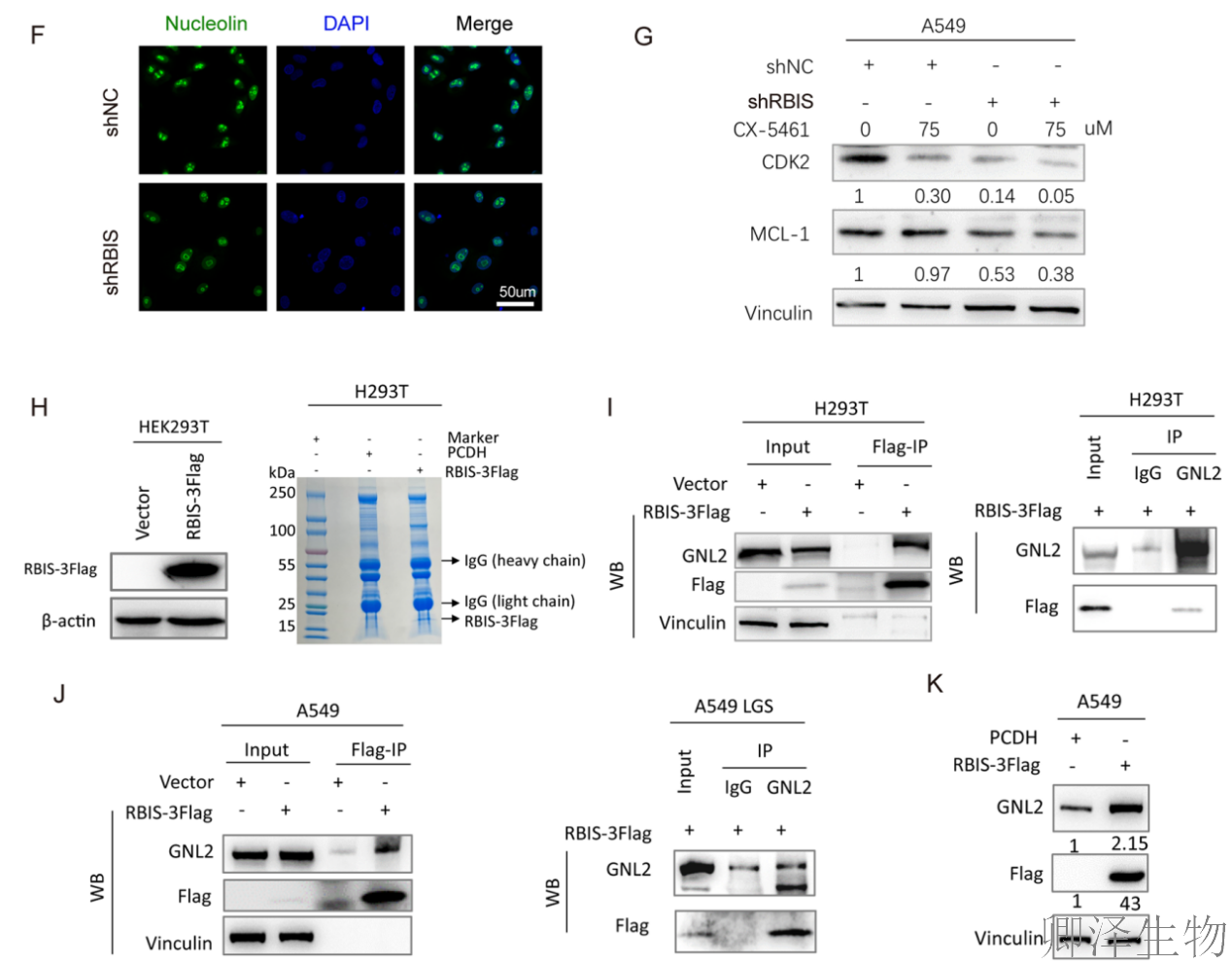 【客户案例重温】RBIS如何通过调控核糖体合成驱动肺癌进展与化疗耐药