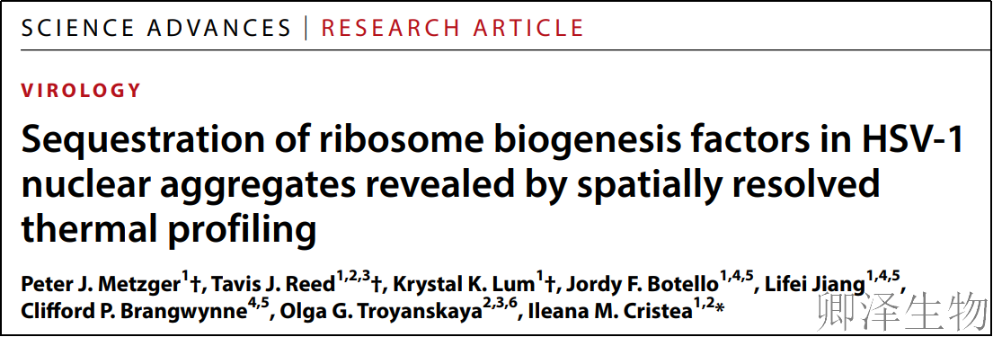 【病毒“绑架”案】 | 疱疹病毒如何劫持核糖体生产线？