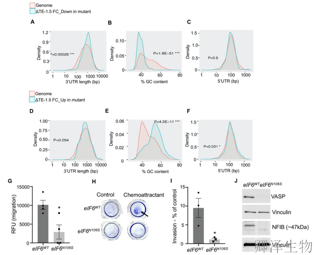 【核糖体调控蛋白】 | 癌细胞刹车失灵！eIF6如何引发癌症“连环车祸”？