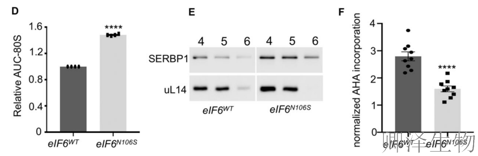 【核糖体调控蛋白】 | 癌细胞刹车失灵！eIF6如何引发癌症“连环车祸”？
