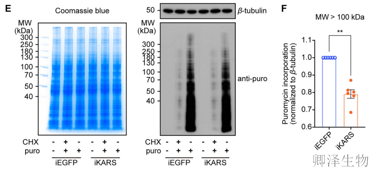 【蚊子繁殖的“翻译官”】 | ：赖氨酰-tRNA合成酶如何调控生育力？