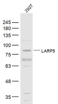LARP4B/LARP5 Rabbit Polyclonal