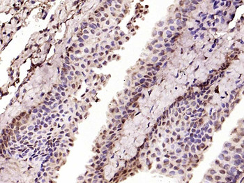 Phospho-NFKB1 (Ser373) Rabbit 