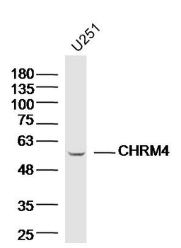 CHRM4 Rabbit Polyclonal Antibo