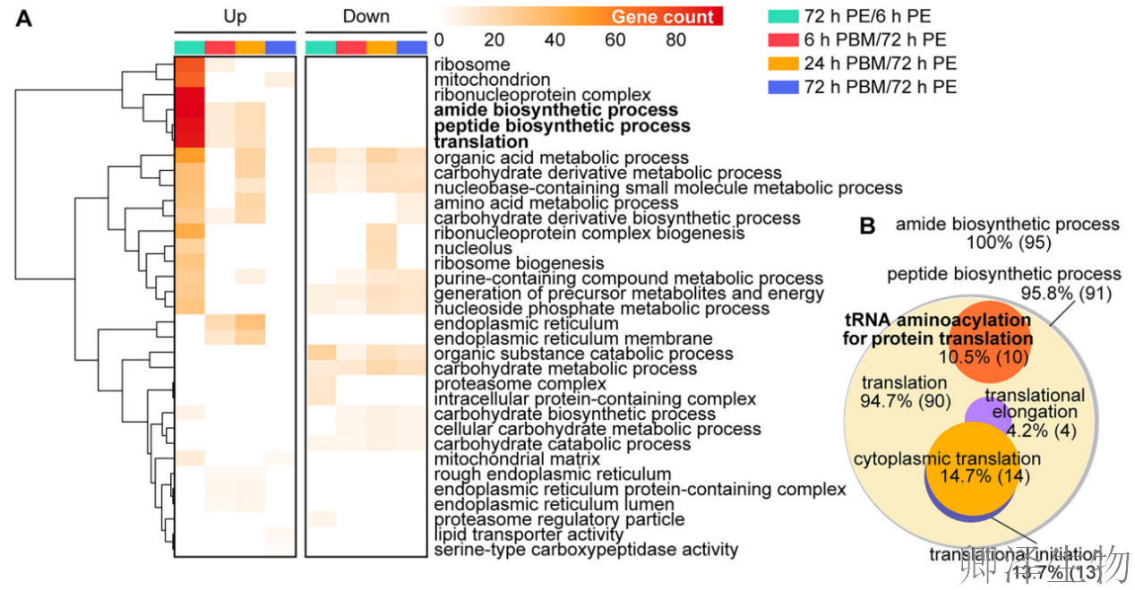 【蚊子繁殖的“翻译官”】 | ：赖氨酰-tRNA合成酶如何调控生育力？