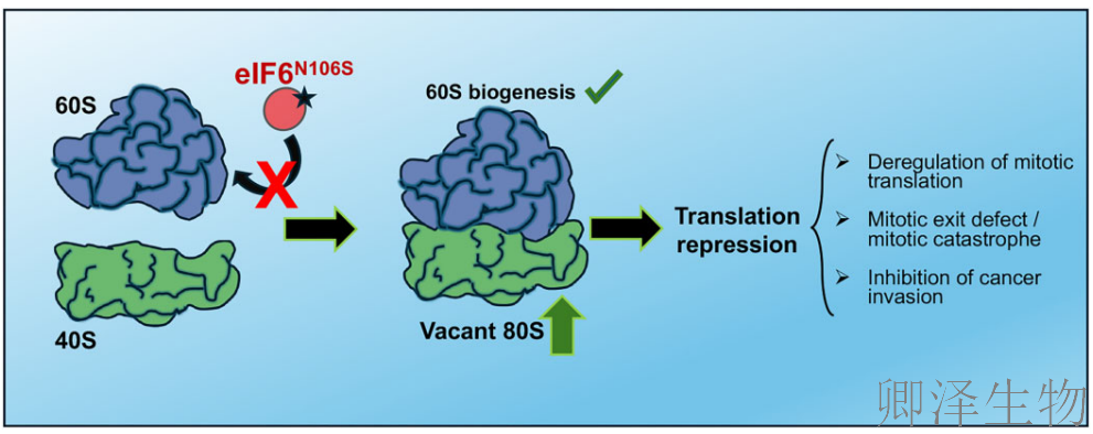 【核糖体调控蛋白】 | 癌细胞刹车失灵！eIF6如何引发癌症“连环车祸”？