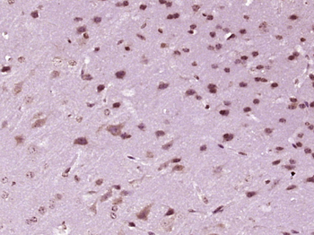 PNRC2 Rabbit Polyclonal Antibo