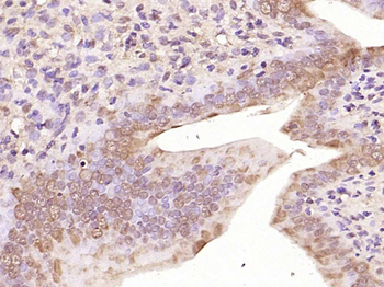 Phospho-NFKB1 (Ser373) Rabbit 