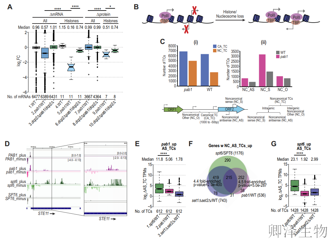 【酵母的“守护”蛋白】 | ：Pab1如何通过阻止mRNA降解来调控翻译？