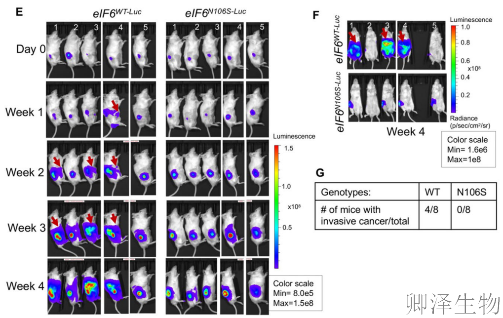 【核糖体调控蛋白】 | 癌细胞刹车失灵！eIF6如何引发癌症“连环车祸”？